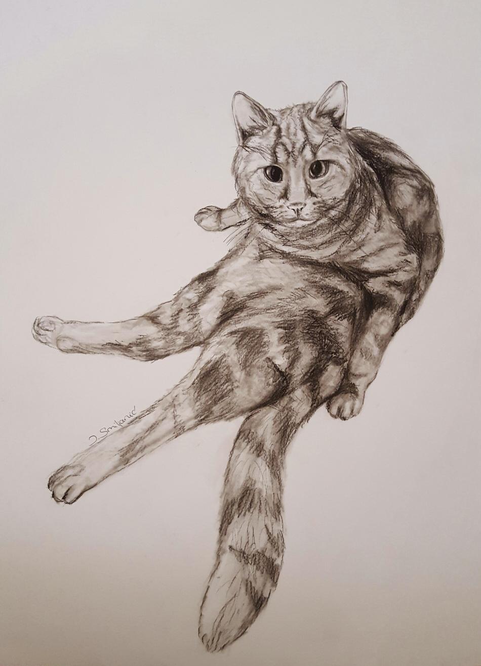 Katzen Yoga von Katzen Yoga