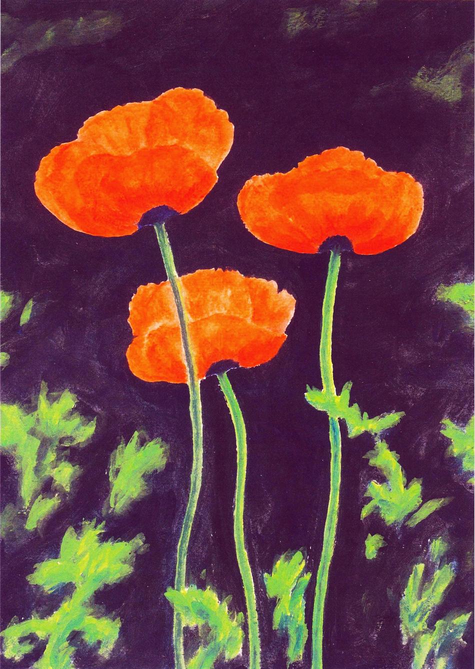 3 Mohnblumen von 3 Mohnblumen
