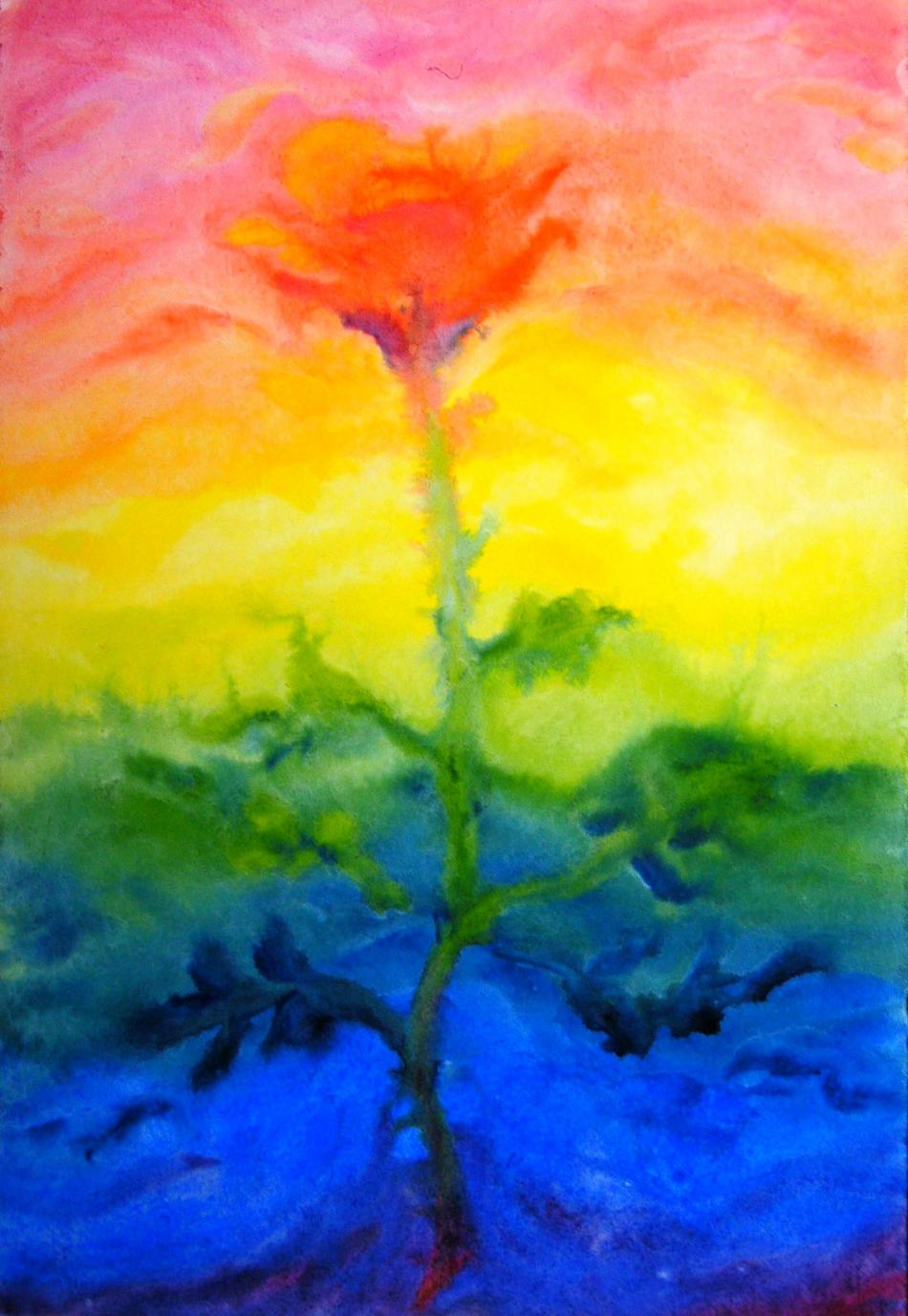 Regenbogenrose von Regenbogenrose