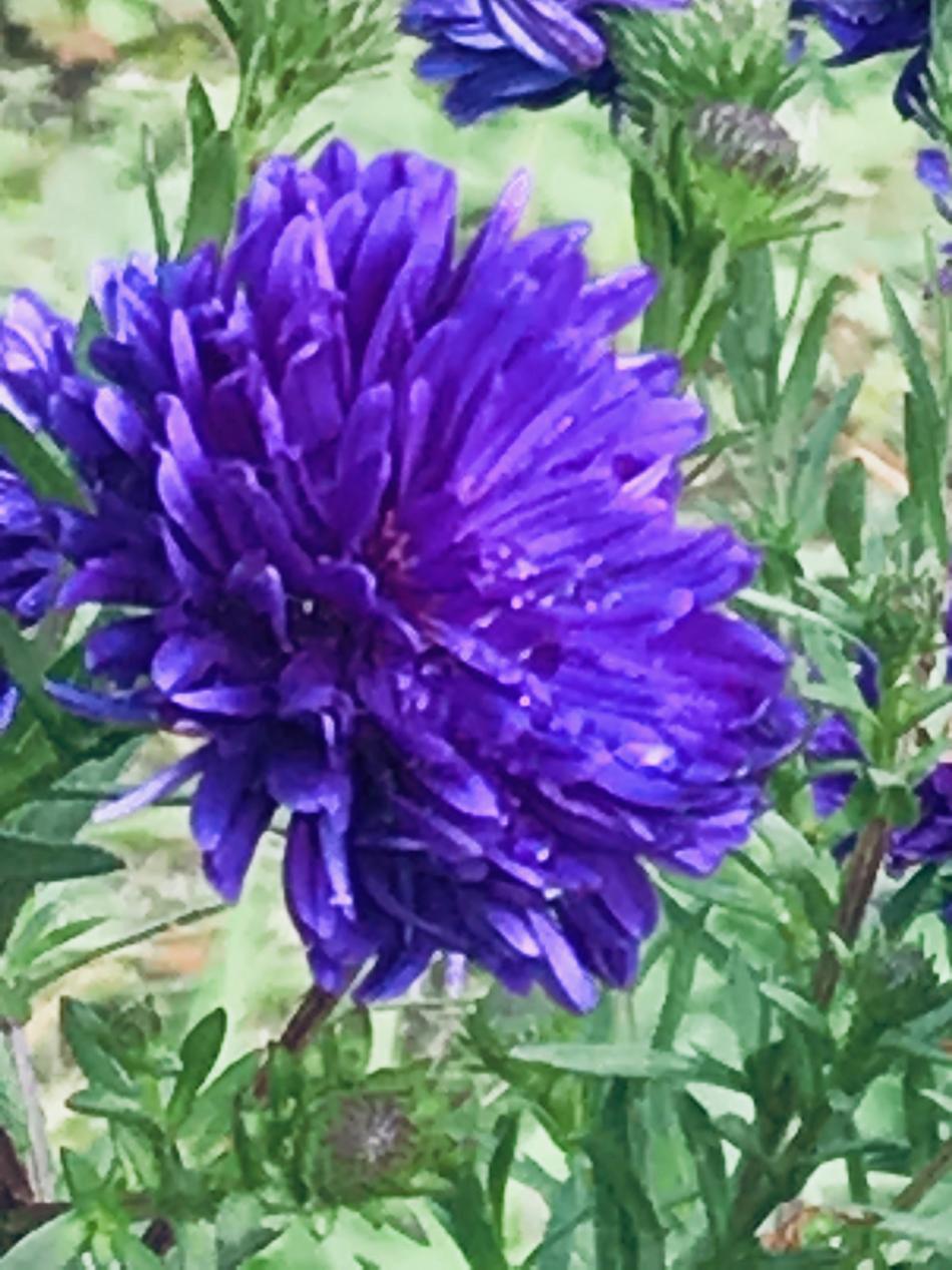 Tiefblau, Foto von GGGalias algo Tiefblau, Foto