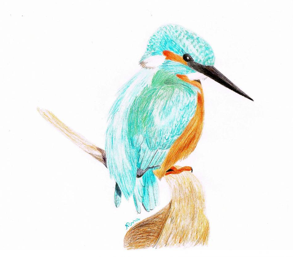 Eisvogel von NinÄngel Eisvogel