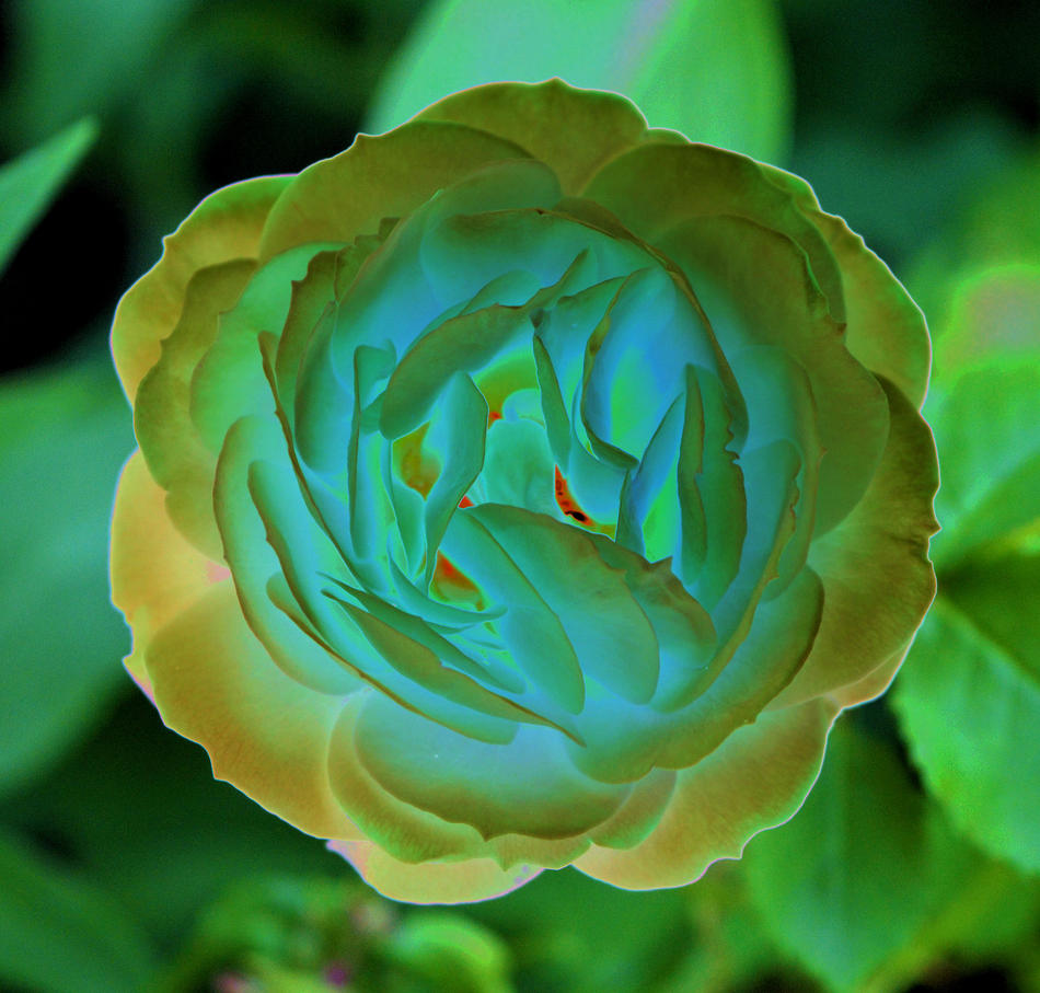 la rose von Frank Zinnemann la rose