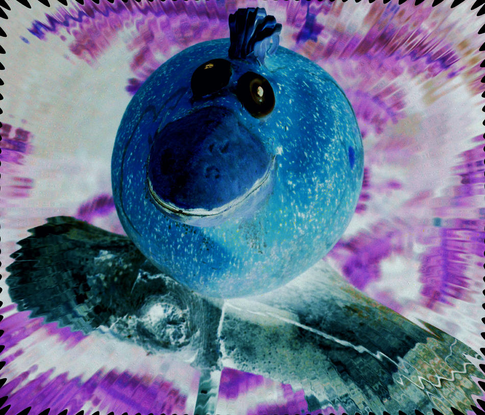 Crazy Blue Bird von Frank Zinnemann Crazy Blue Bird