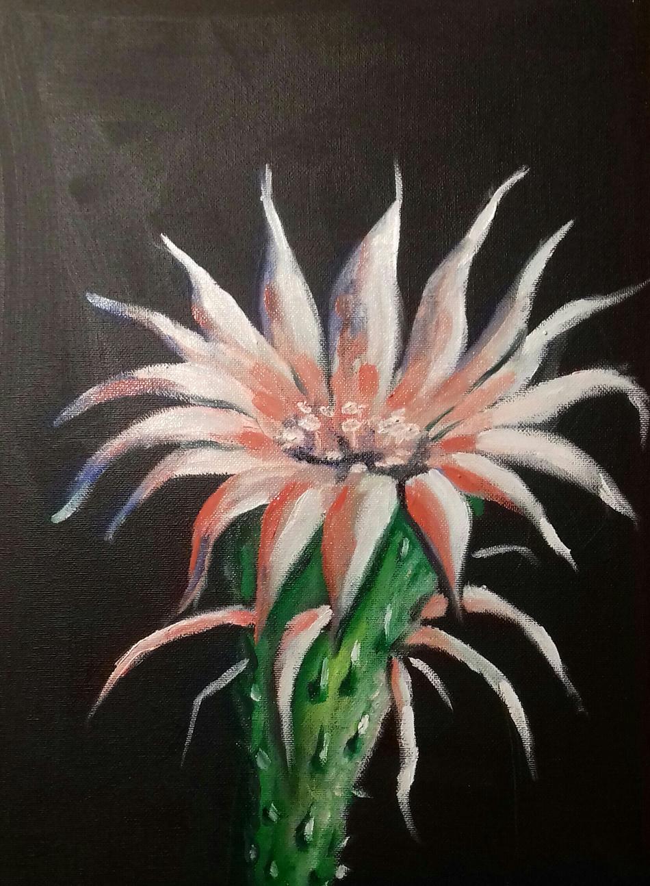 IngrIdee Bergmanns Kaktusblüte von Mea Meike Dörschuck IngrIdee Bergmanns Kaktusblüte