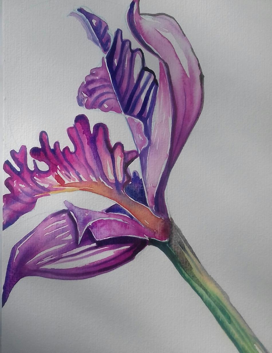 Farbenspiel Iris von Mea Meike Dörschuck Farbenspiel Iris