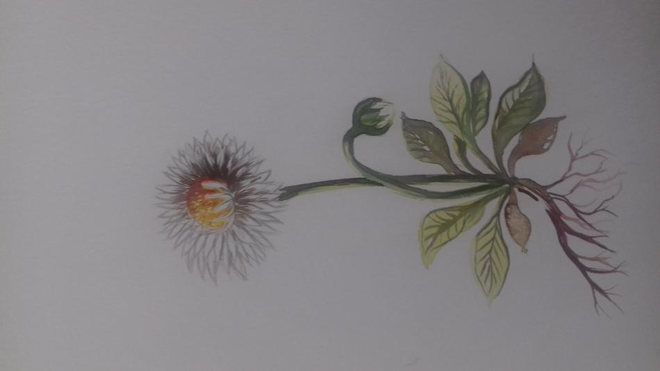 Ganz Gänseblümchen von Mea Meike Dörschuck Ganz Gänseblümchen