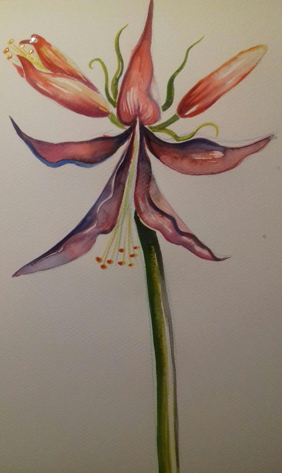 Exotic Amaryllis von Mea Meike Dörschuck Exotic Amaryllis