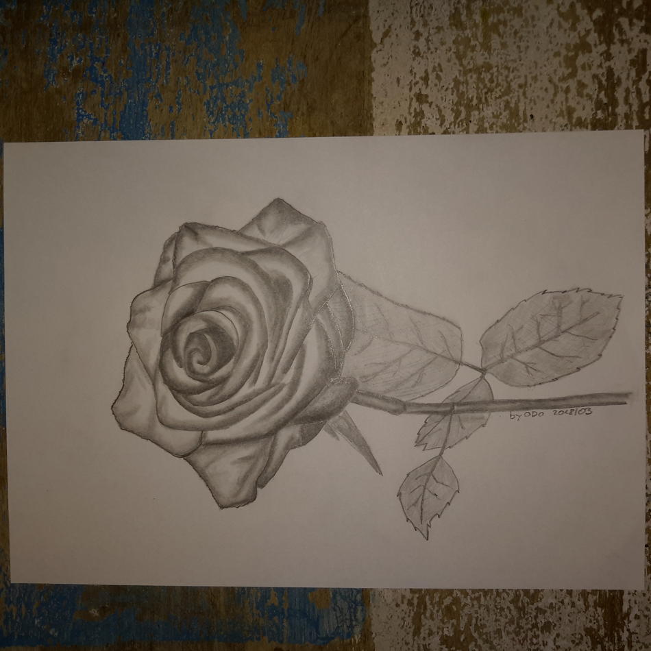 Rose 1 von odo Rose 1