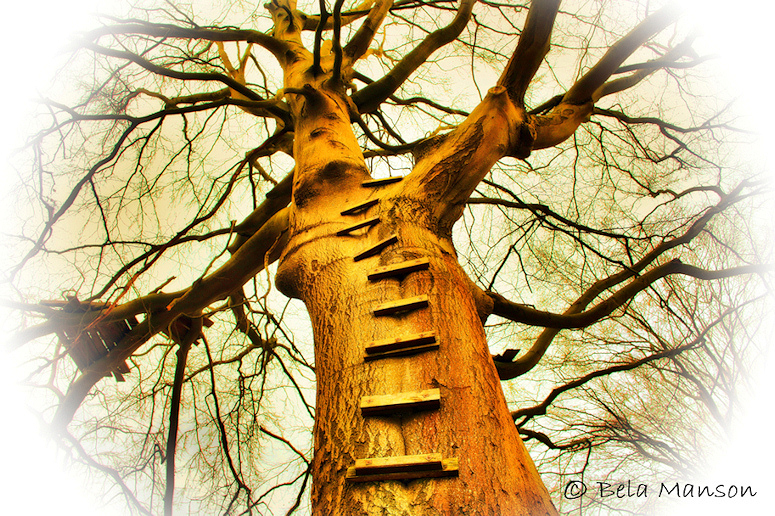 The Ladder (natural) von Bela Manson The Ladder (natural)