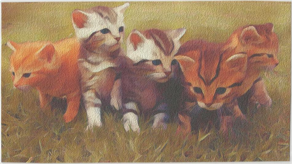 Katzenkinder von Katzenkinder