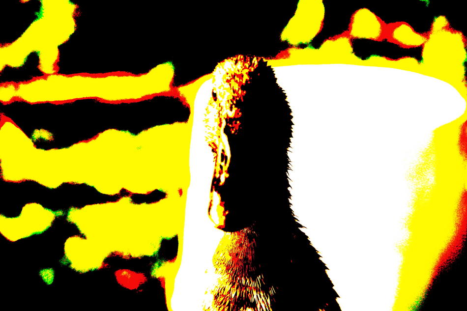 Kunstwerk Drake Head von Bronson