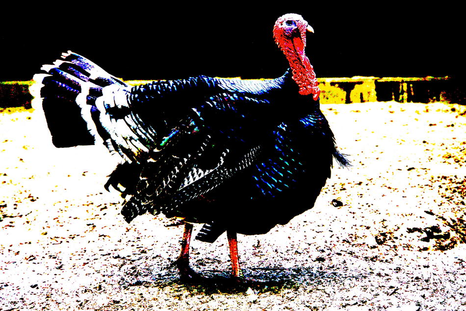 Kunstwerk Gobbler von Bronson