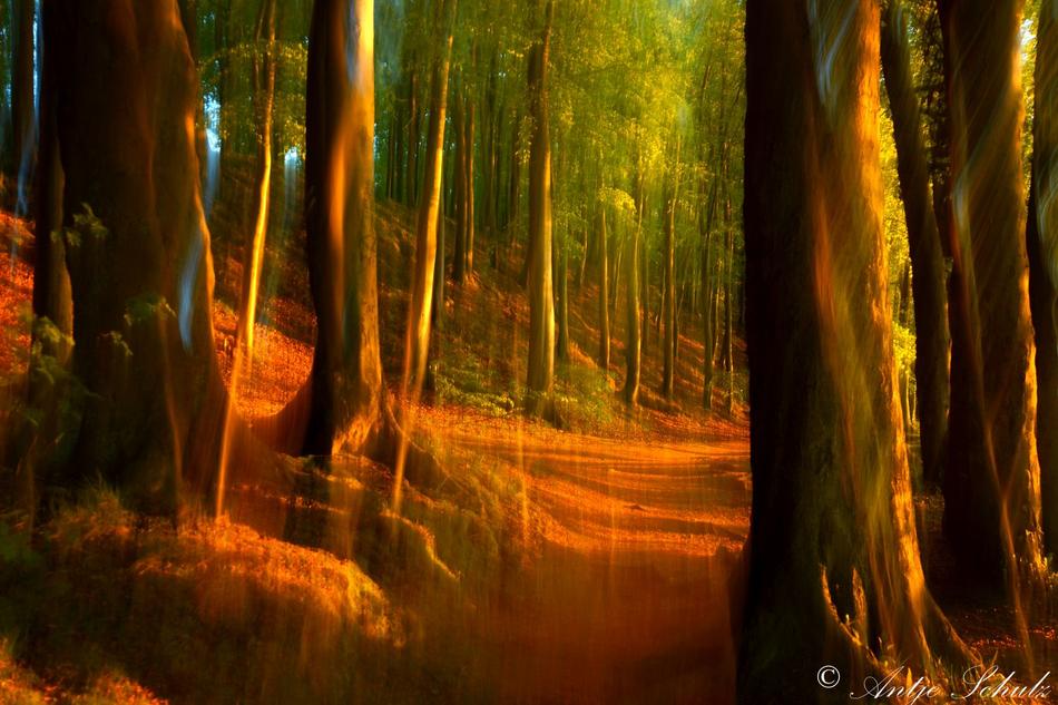 Wald Rügen von Antje Schulz - Impressionistische Fotografie Wald Rügen