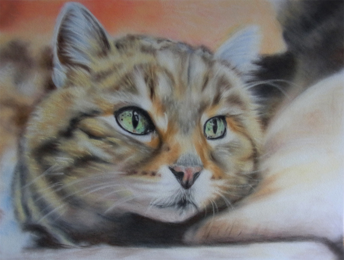 Hauskatze von Hauskatze