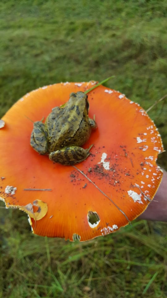 Froschpilz von Froschpilz