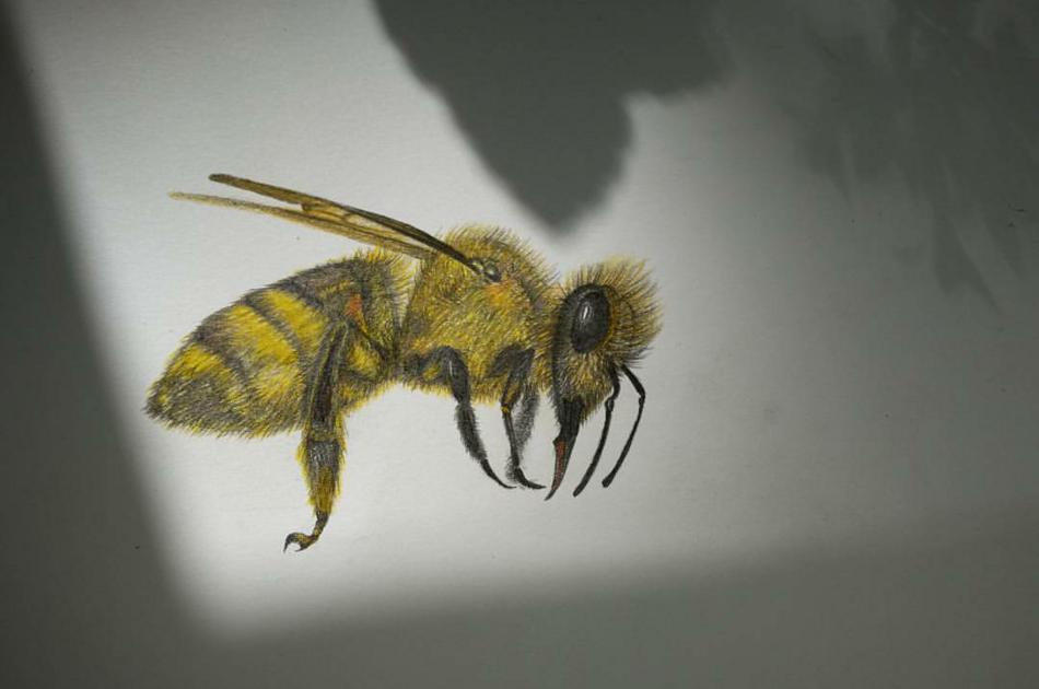 Honey von Honey