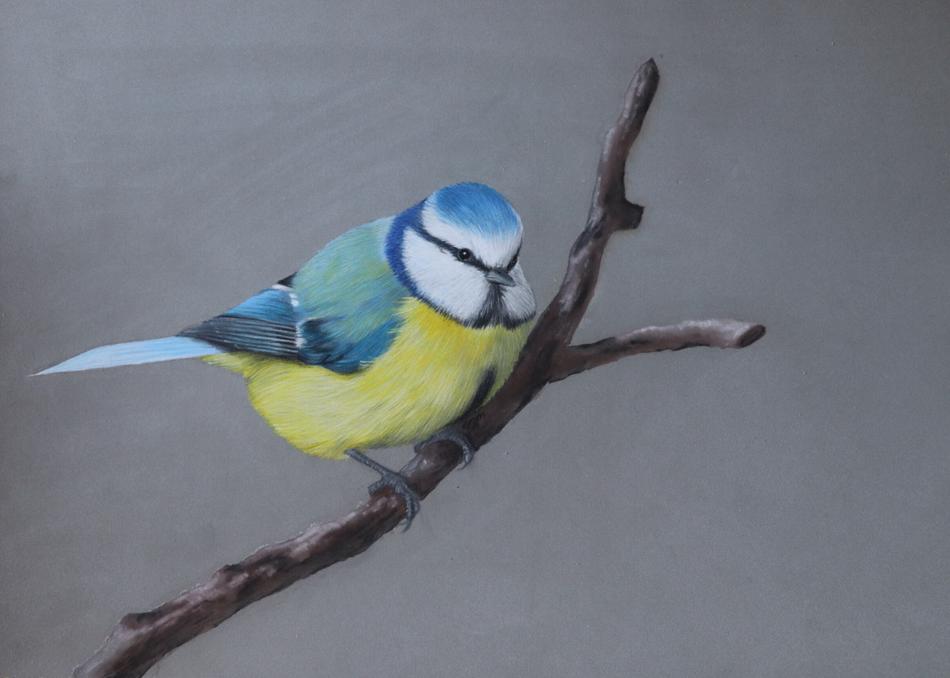 Blaumeise von Peps' Kreativer Winkel Blaumeise