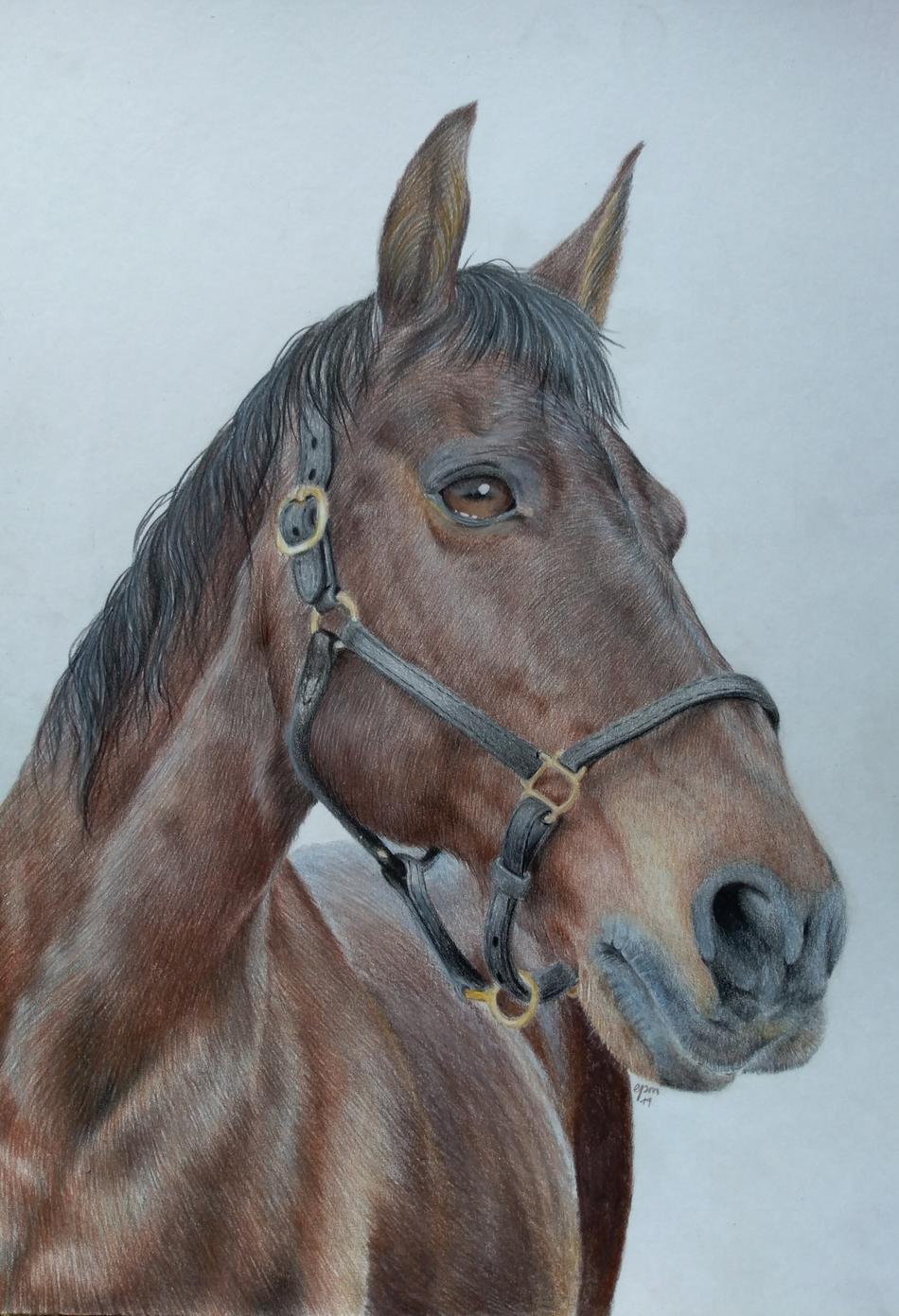 Pferdeportrait von Peps' Kreativer Winkel Pferdeportrait