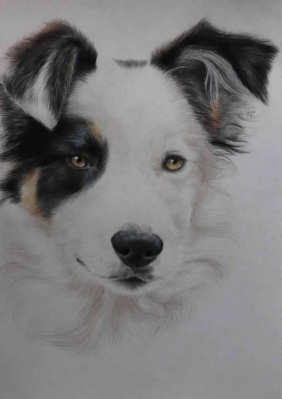 Border Collie von Peps' Kreativer Winkel Border Collie