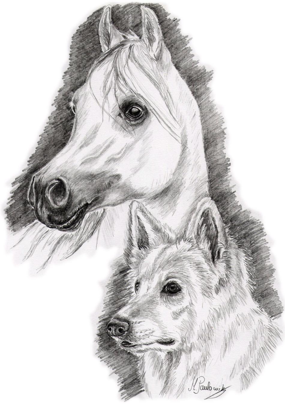 Araber & Weißer Schäferhund von Paulowitz Araber & Weißer Schäferhund