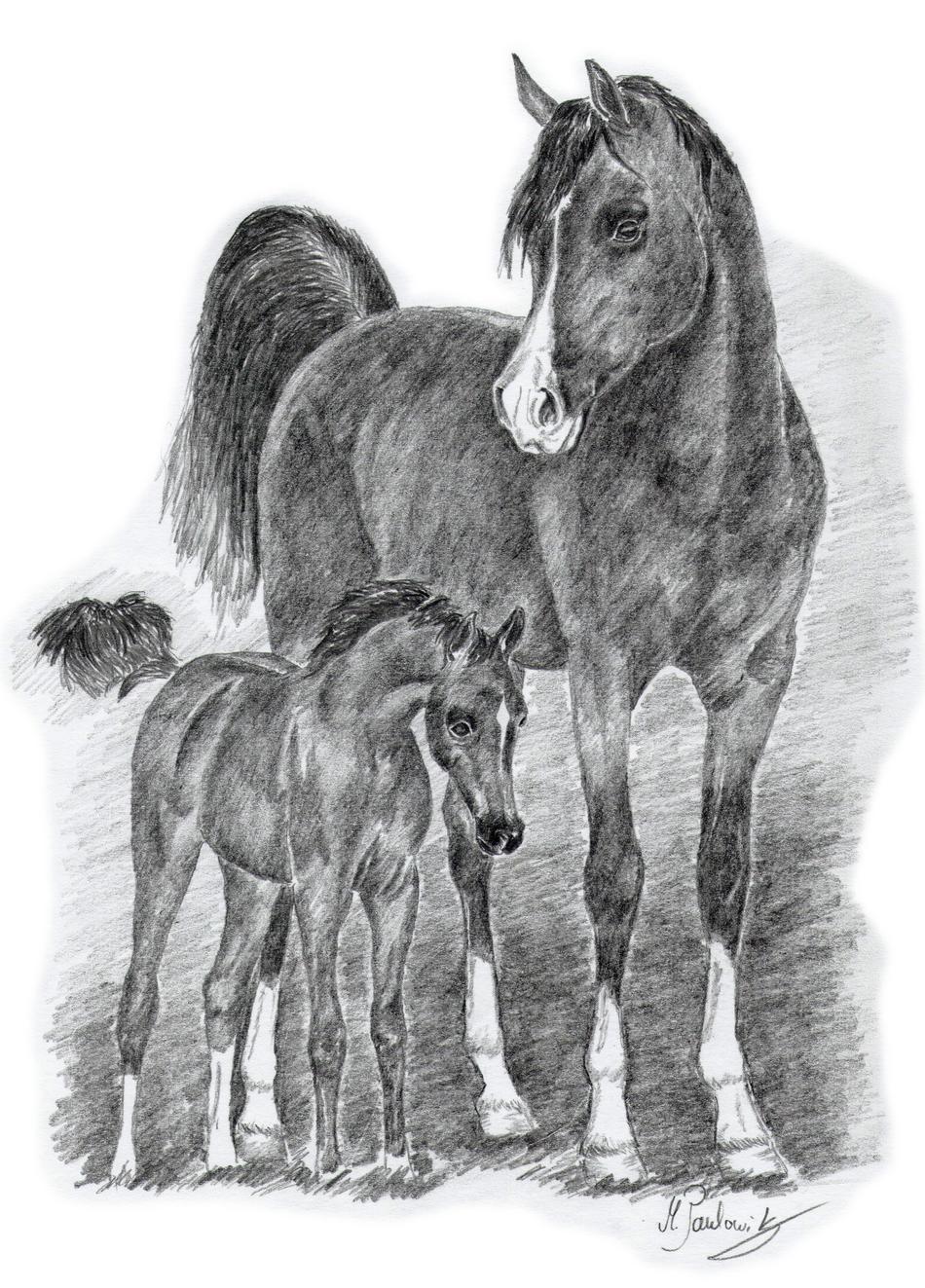 Araber Hengst mit Fohlen von Paulowitz Araber Hengst mit Fohlen