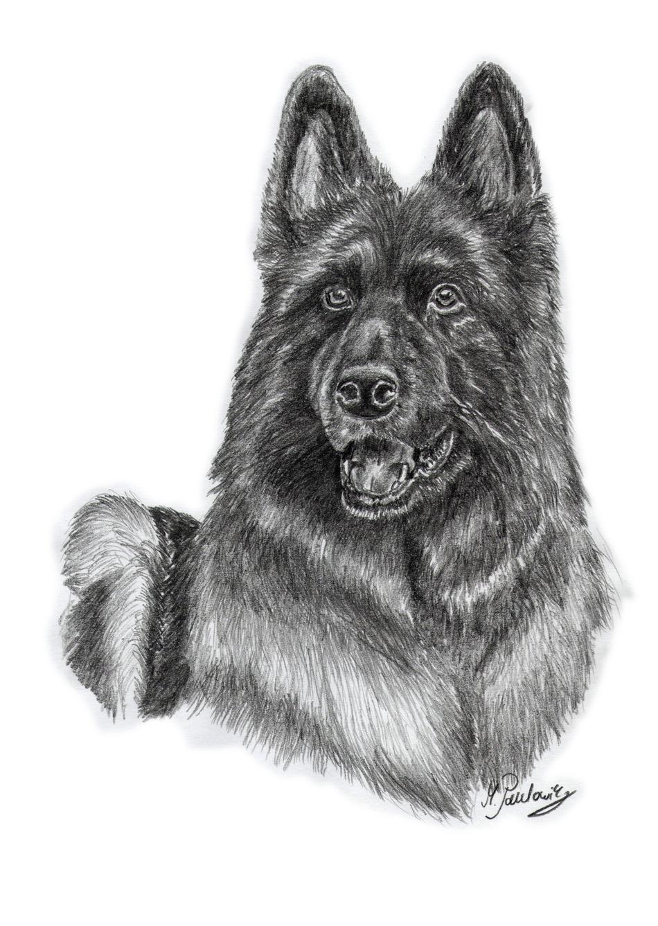 Schäferhund von Paulowitz Schäferhund