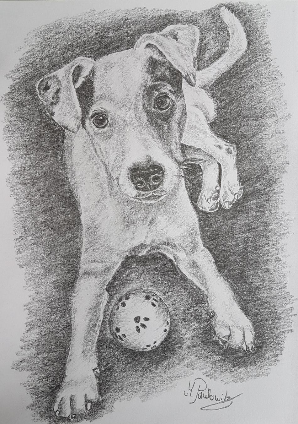Jack Russell von Paulowitz Jack Russell