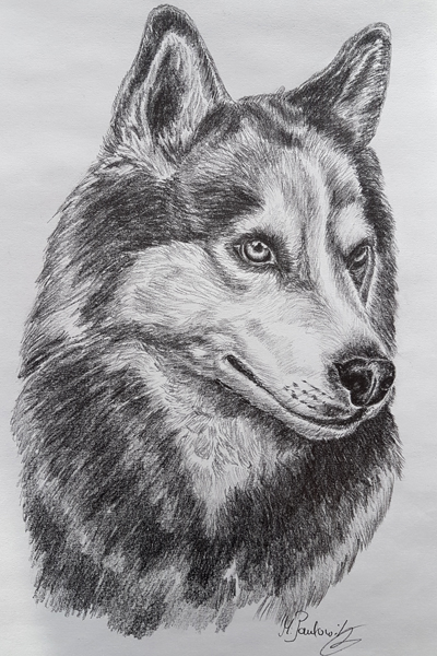 Siberian Husky von Paulowitz Siberian Husky