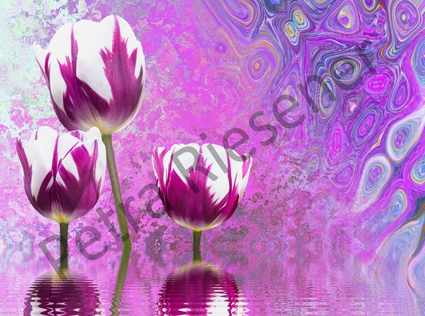 Lila Tulpen von Farbenrausch Lila Tulpen