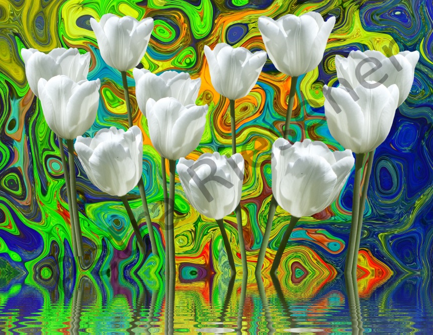 Weisse Tulpen von Farbenrausch Weisse Tulpen