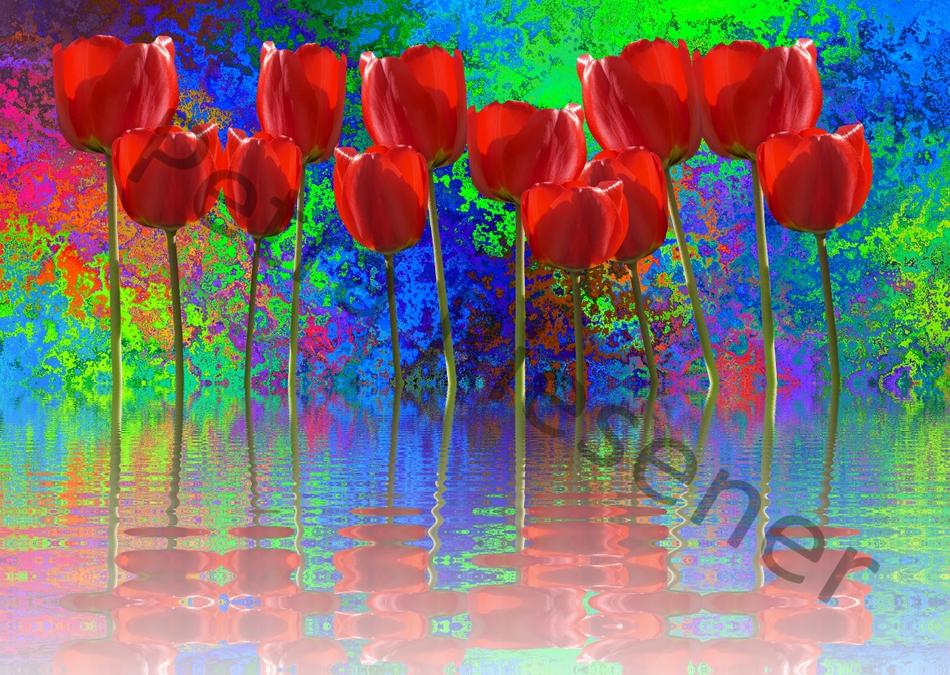 Rote Tulpen von Farbenrausch Rote Tulpen