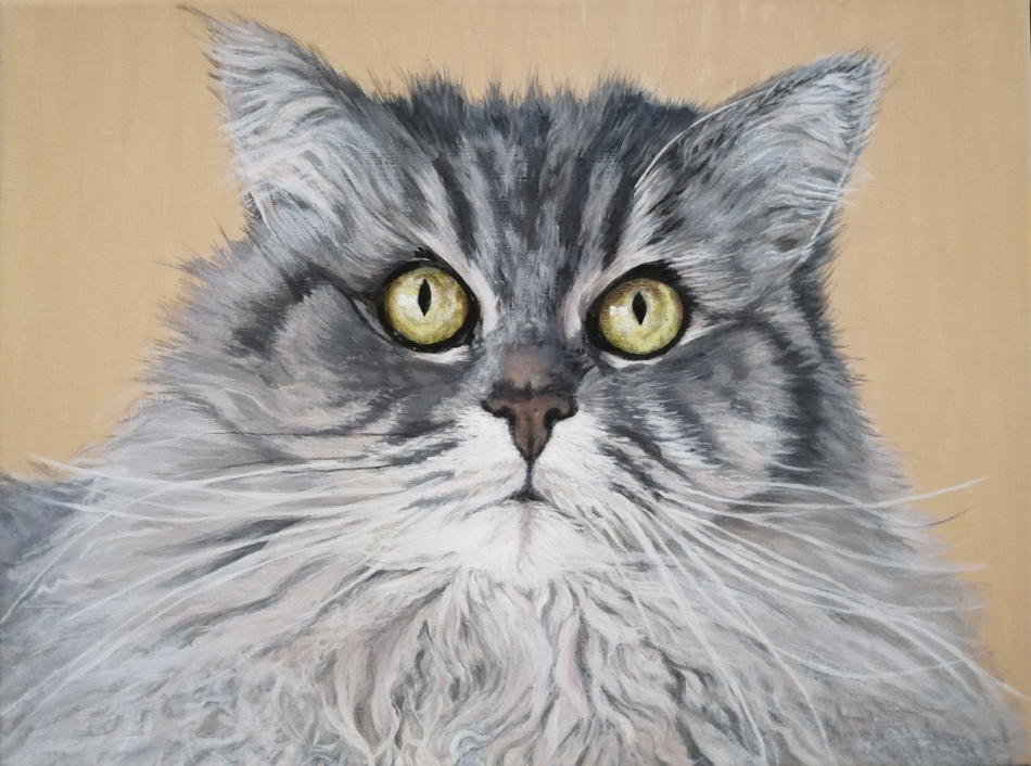Maine Coon von Ju Maine Coon