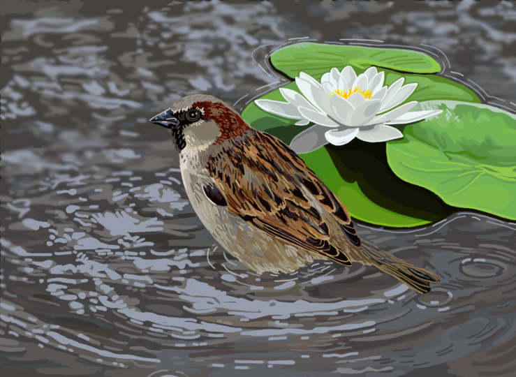 Sparrow von Sparrow