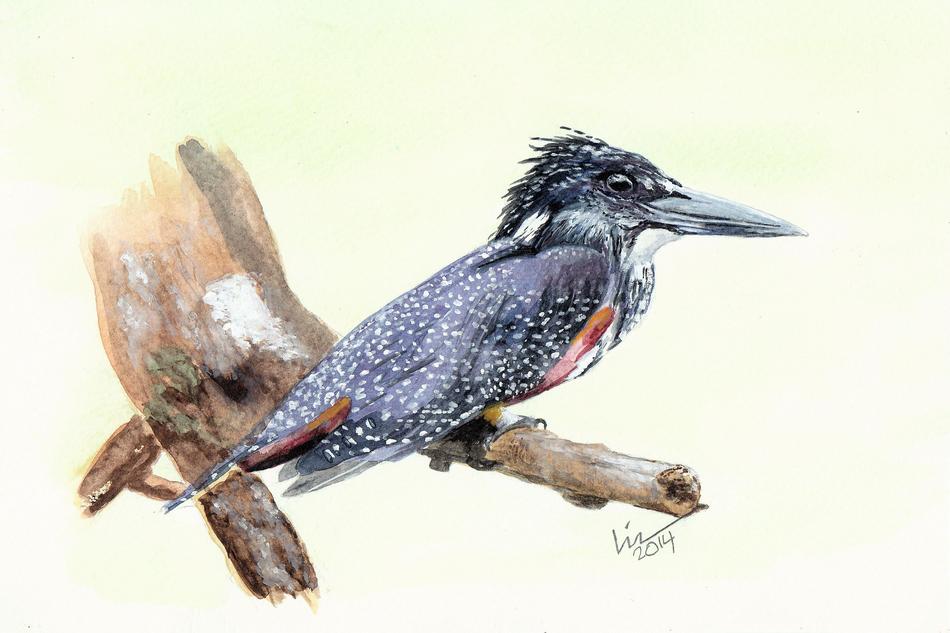 Giant Kingfisher von Lin Giant Kingfisher