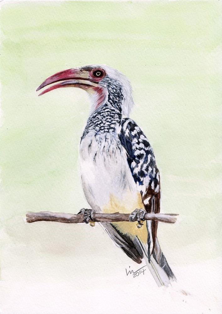 Red-billed Hornbill von Lin Red-billed Hornbill