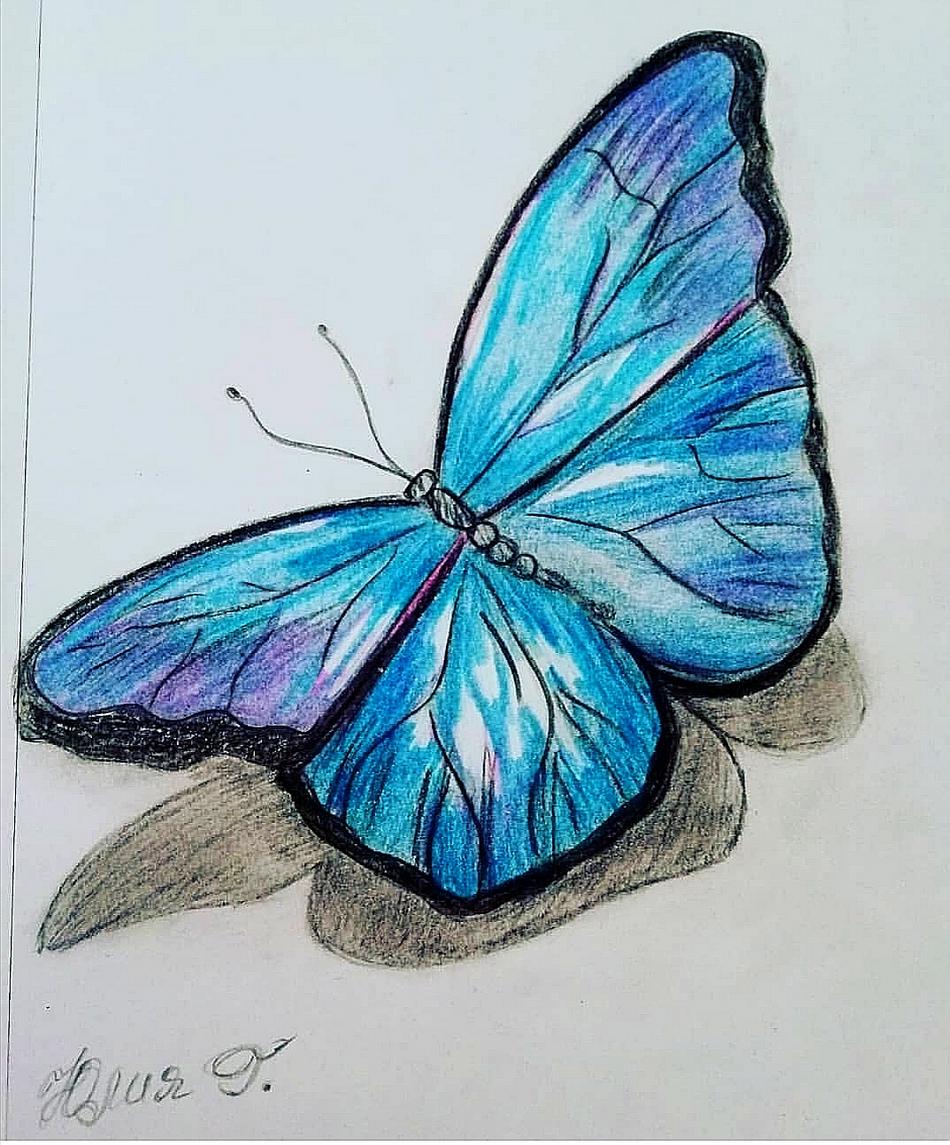 Blaueschmetterling von Blaueschmetterling