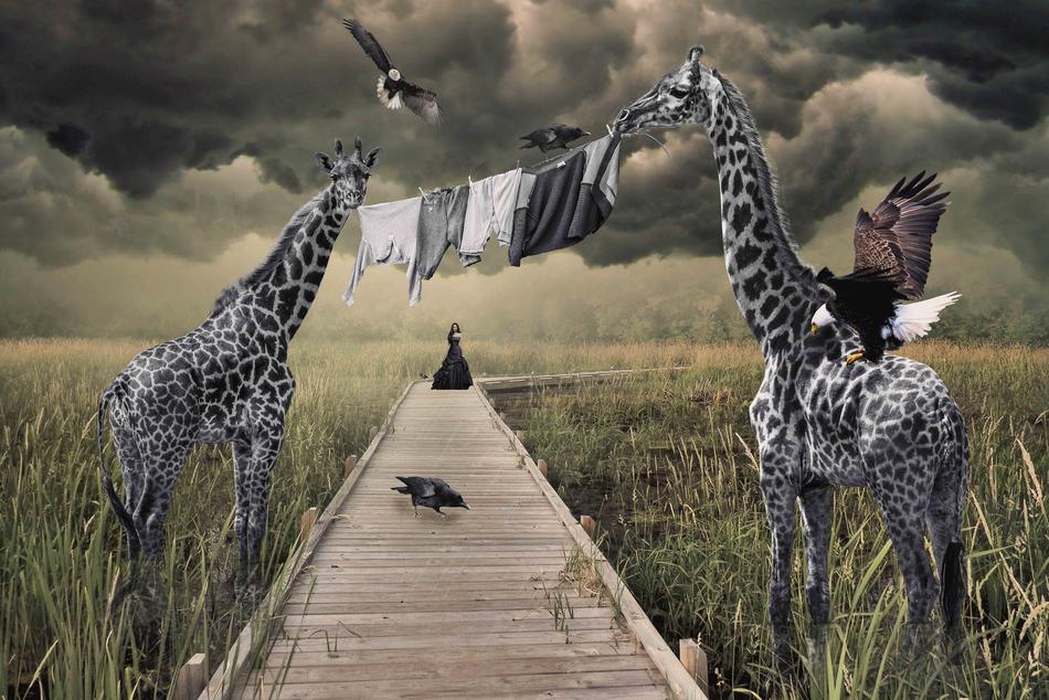 Giraffenwäsche von Giraffenwäsche
