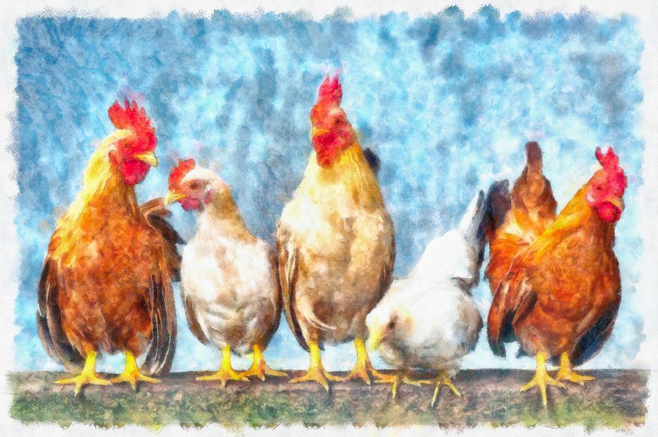Chicken von Chicken