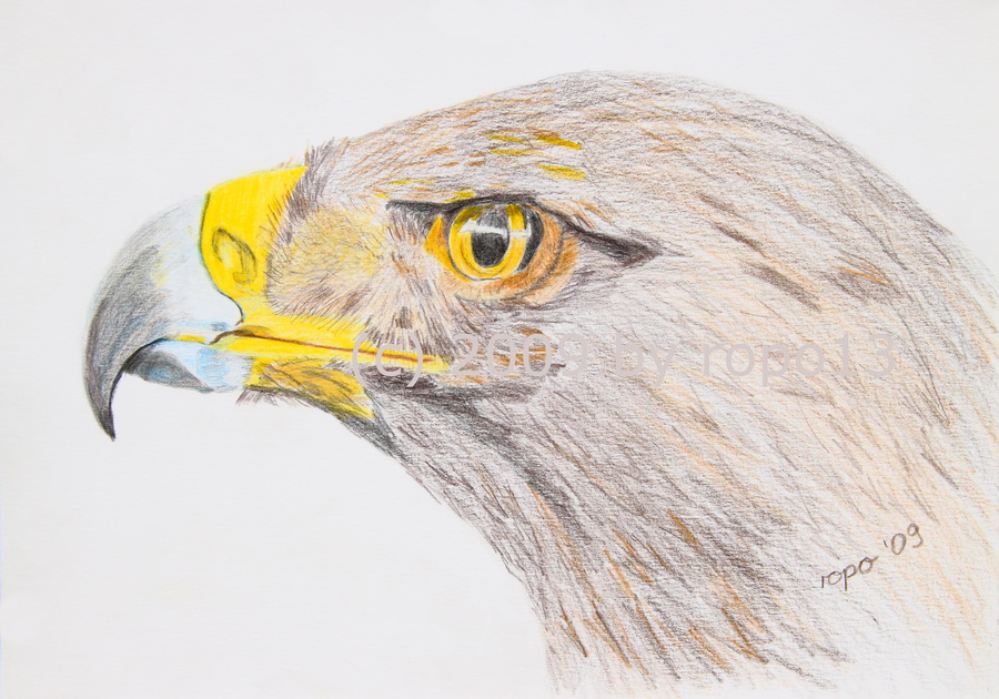 Steinadler von ropo13 Steinadler