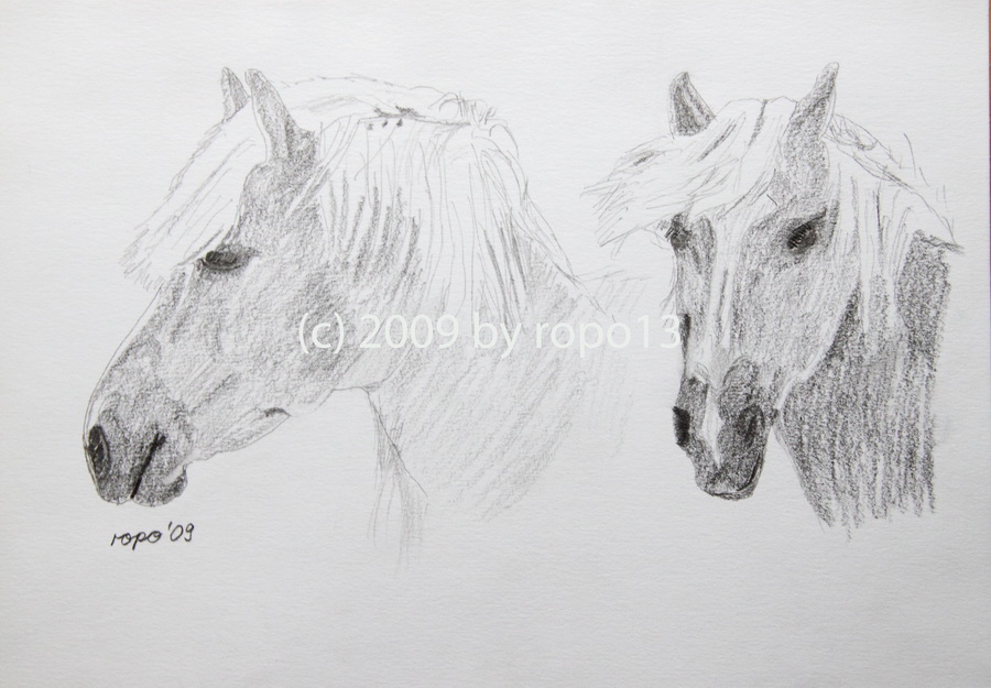 Haflinger von ropo13 Haflinger