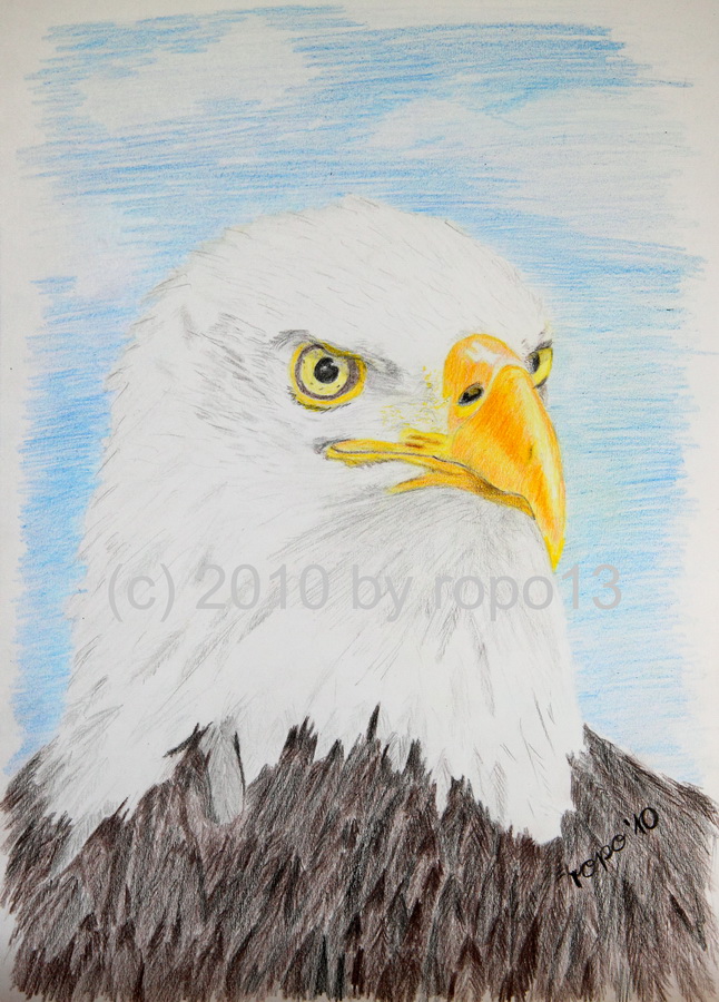 Weisskopfseeadler von ropo13 Weisskopfseeadler