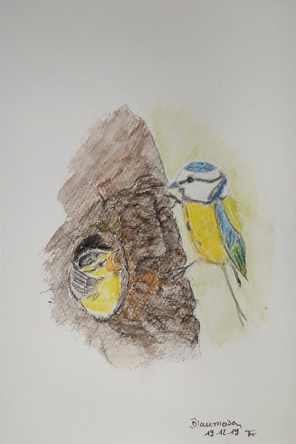 Blaumeisen von Blaumeisen