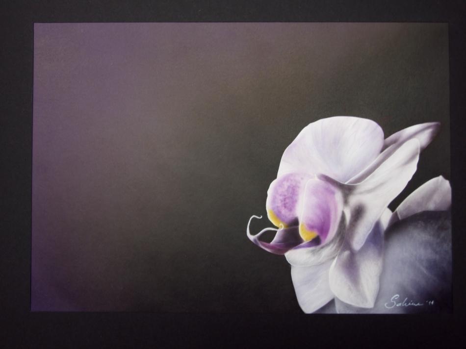 Orchidee von Orchidee