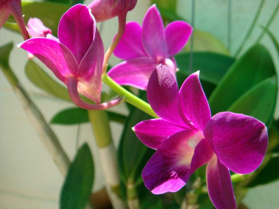Aufgesprungene Orchidee von micha vRhein Aufgesprungene Orchidee