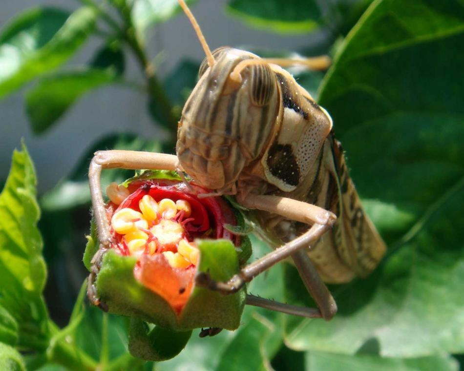 Das Festessen - die reiche Natur von micha vRhein Das Festessen - die reiche Natur