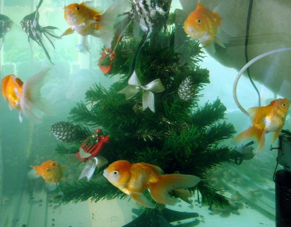Weihnachtsbaum-Kreisverkehr im Aquarium von micha vRhein Weihnachtsbaum-Kreisverkehr im Aquarium