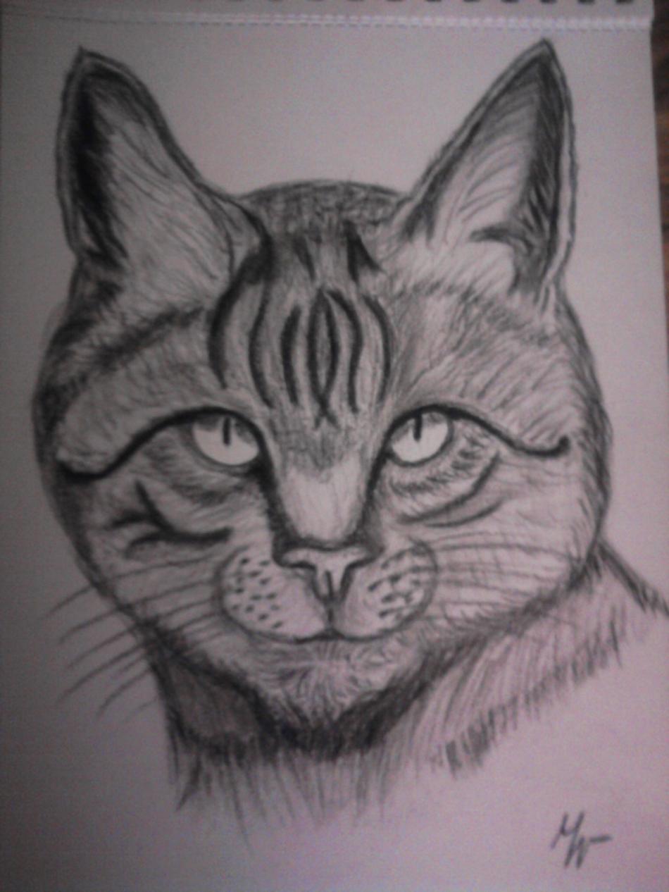 Katze von Katze