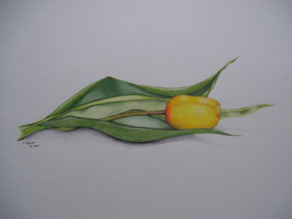Tulpe von Tulpe