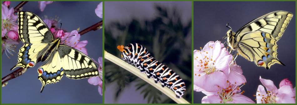 Zwei Leben eines Schmetterlings von Reubild Zwei Leben eines Schmetterlings