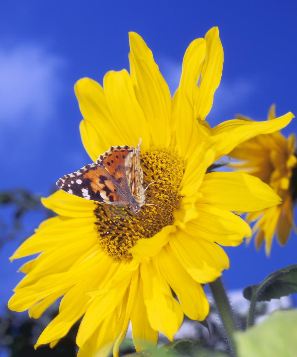 Distelfalter auf Sonnenblume von Reubild Distelfalter auf Sonnenblume